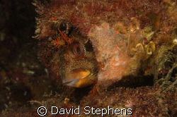 Tompot Blenny under Swanage pier in October 2008.  Taken ... by David Stephens 